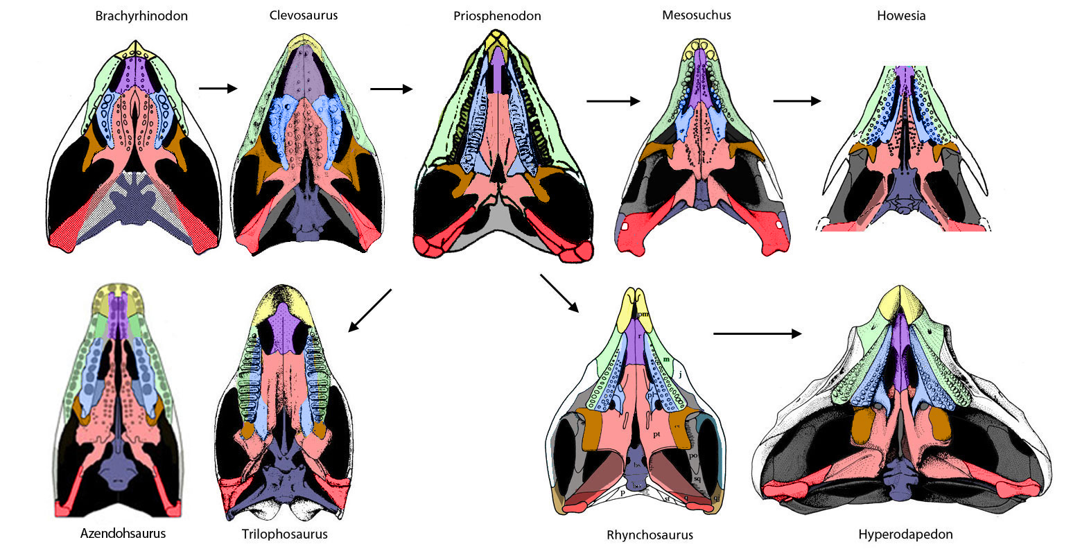 Rhynchosaur palates