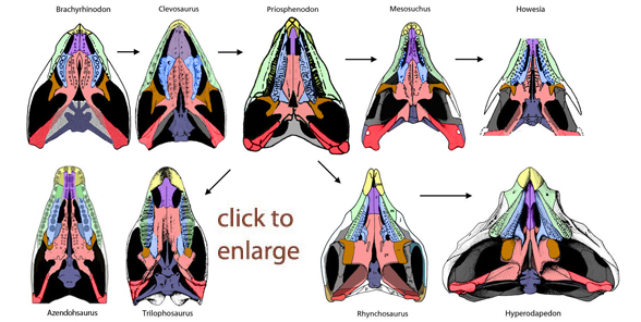 rhynchosaur palates