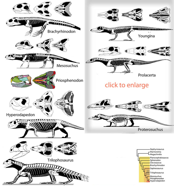 Rhynchosaurs