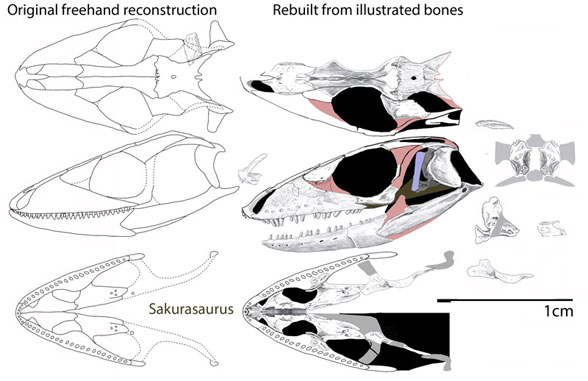 Sakurasaurus