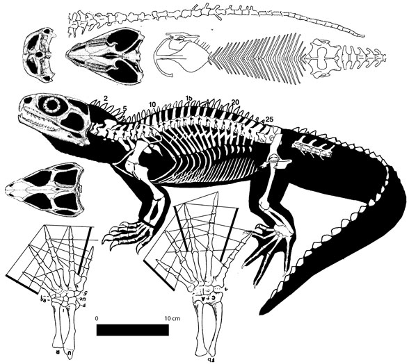 Sphenodon