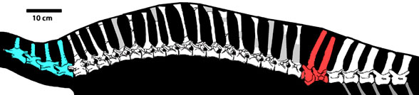 Spinosuchus