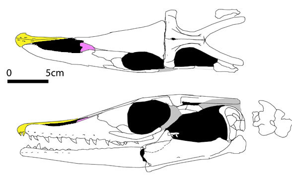 Tethysaurus