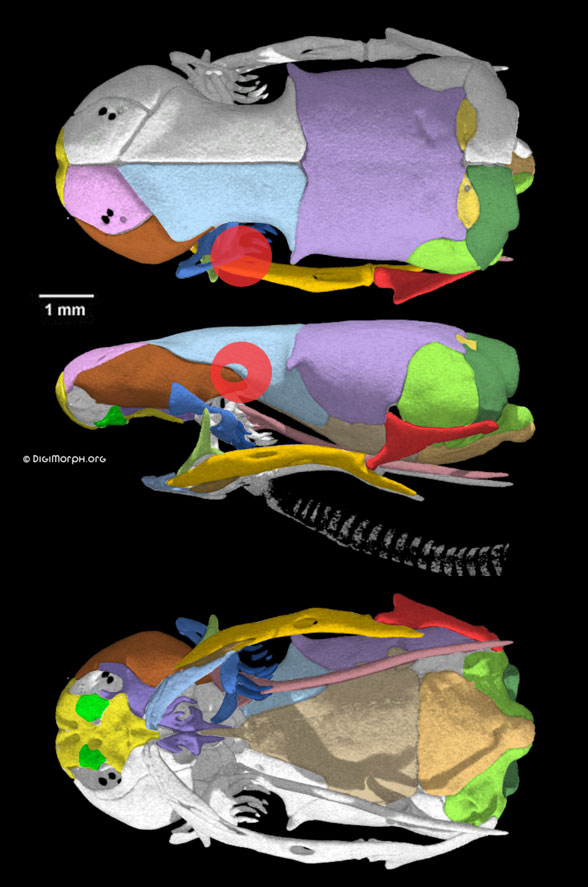 Typhlops jamaicensis skull