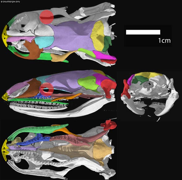 Xenopeltis