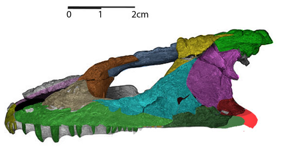 Macroleter skull