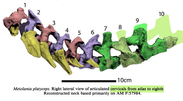 Meiolania cervicals