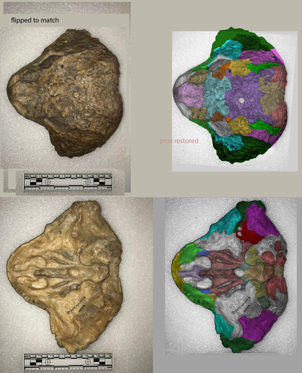 Nanoparia dorsal palate