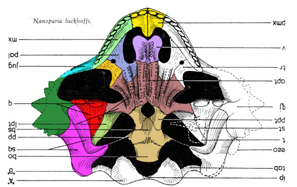 Nanoparia palate