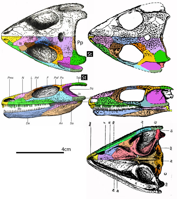 Nycteroleter skulls