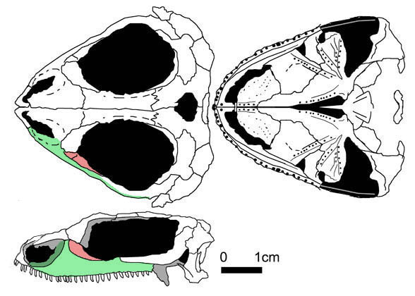 Nyctiphruretus 2