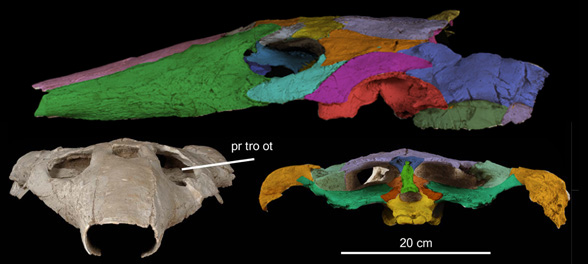 Ocepechelon lateral