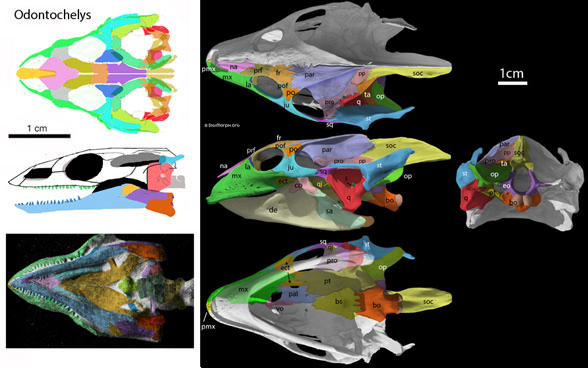 Odontochelys and Trionyx skulls compared