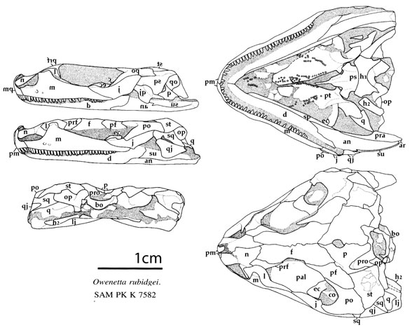 owenetta rubidgei