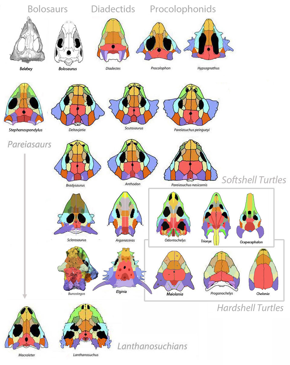 pareiasaur skulls