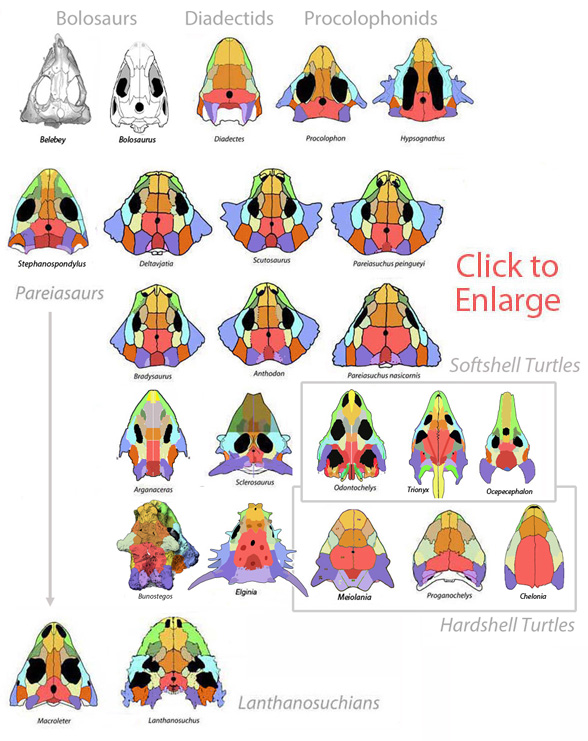 pareiasaur skulls in dorsal view