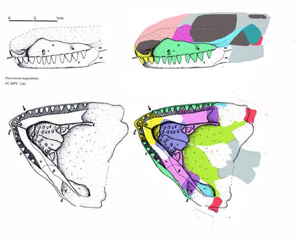 Pintosaurus