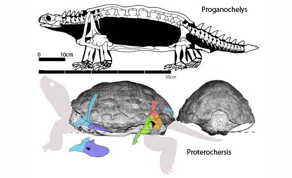 Proterochersis