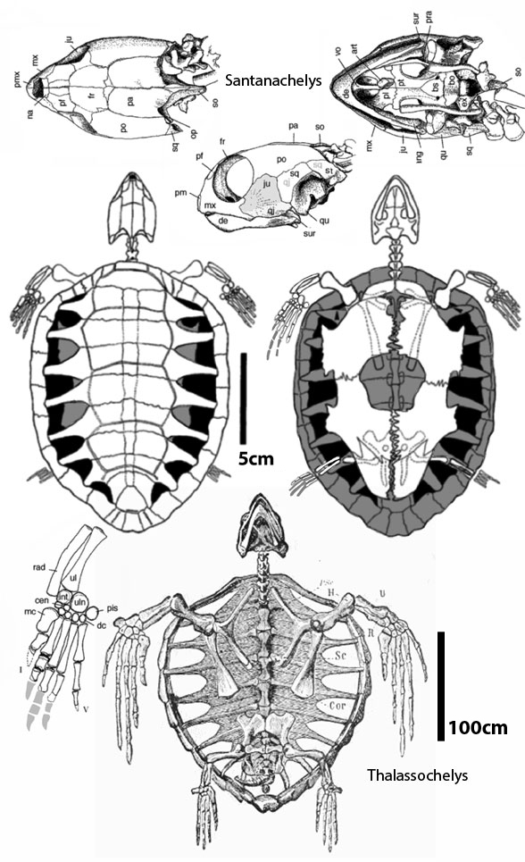 Santanachelys