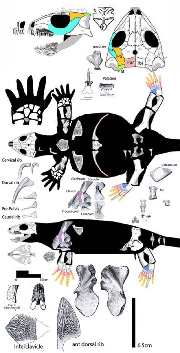 Stephanospondylus