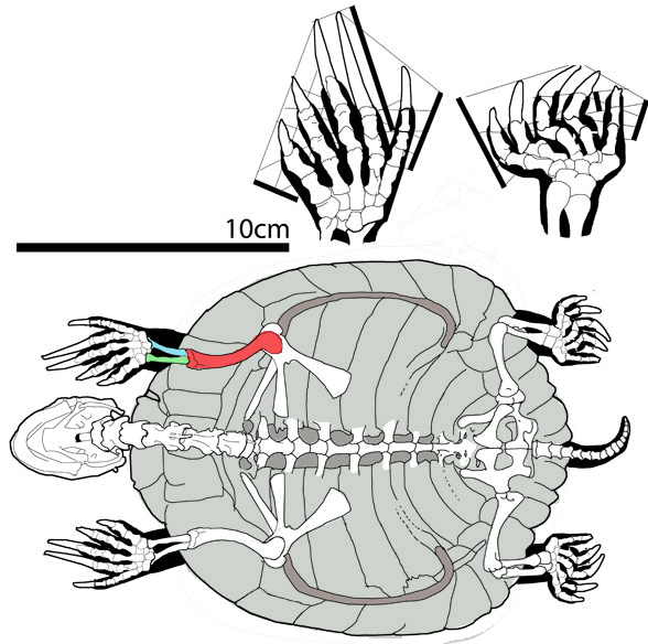 Terrapene ventral view