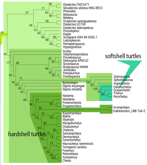 Turtle cladogram