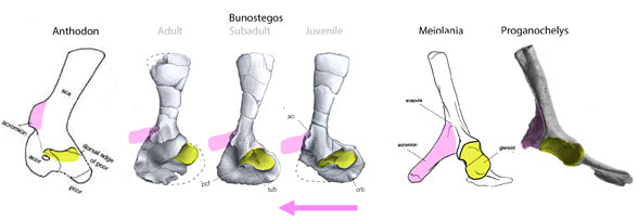 Turtle scapula evolution