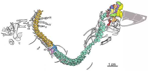 Eocasea overall in situ