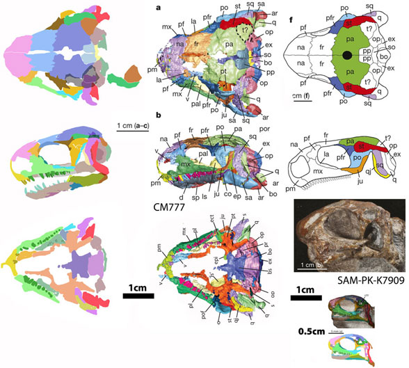 Eunotosaurus skulls