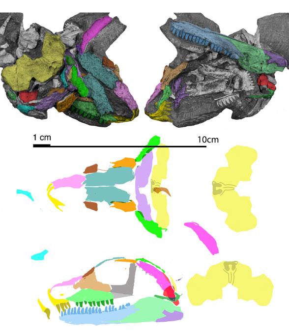 Martensius skull