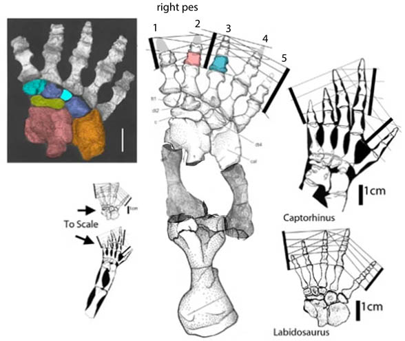 Moradisaurus pes