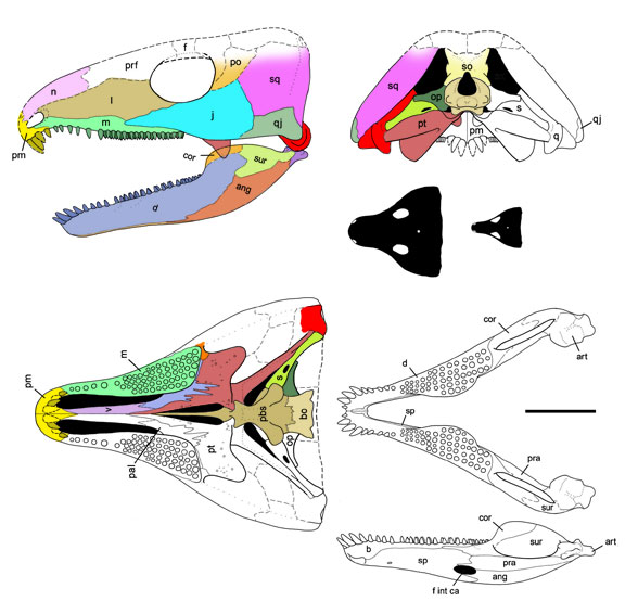 Moradisaurus skull