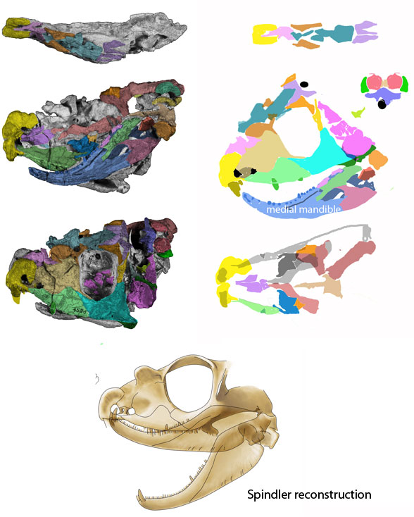 Tetraceratops skull