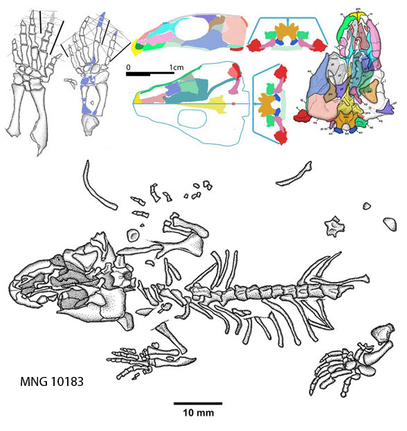 Thuringothyris referred specimen