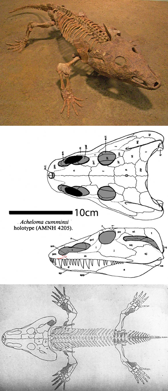 Acheloma