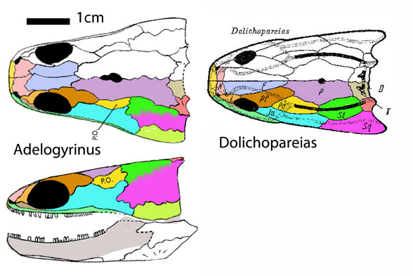 Adelogyrinus