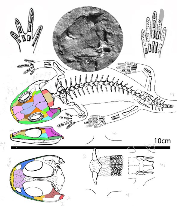 Amphibamus