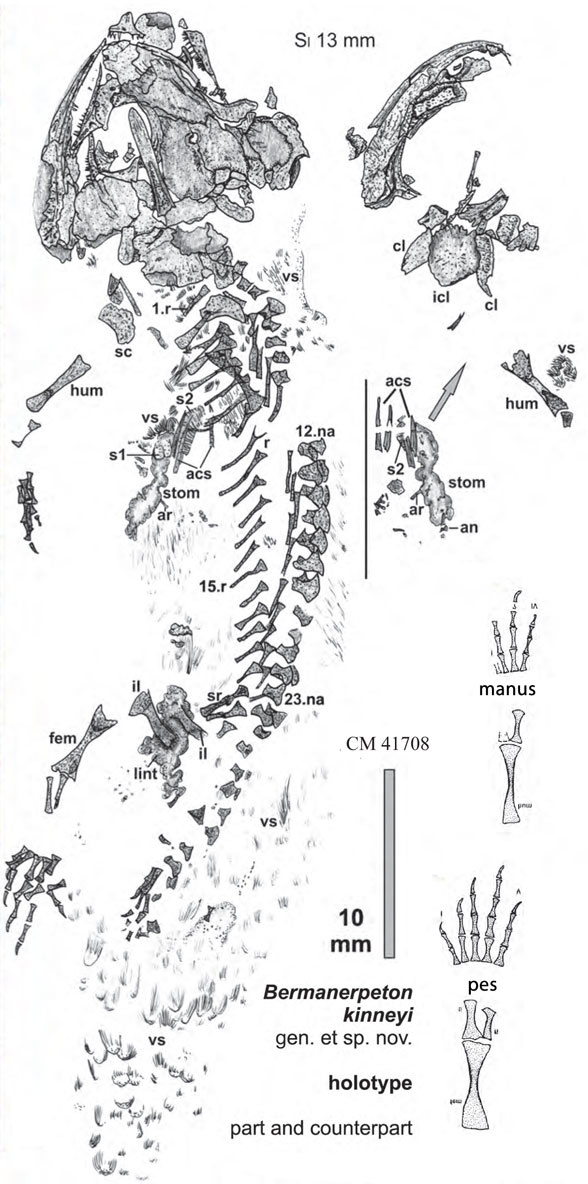 Bermanerpeton in situ