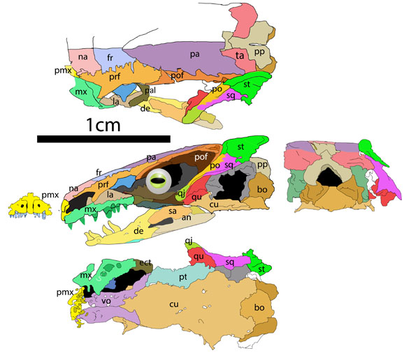 Brachydectes skull