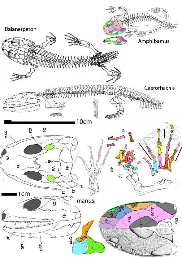 Caerorhachis