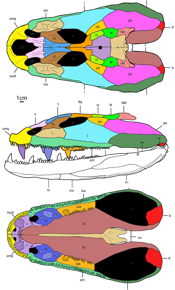 Crassigyrinus skull digital diagram