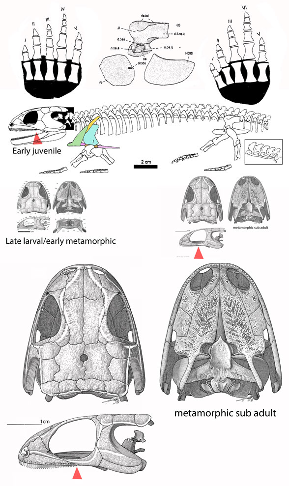 Discosauriscus