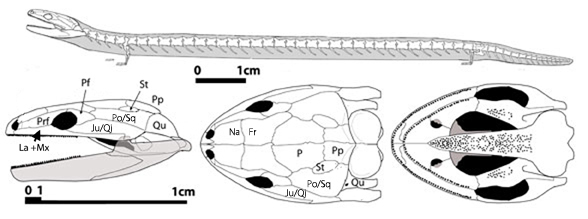 Eocaecilia