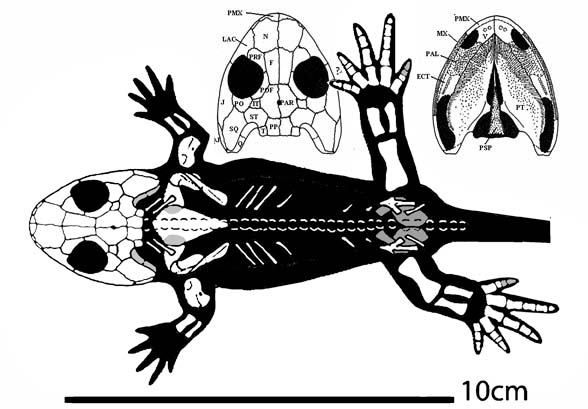 Eucritta