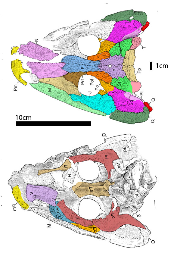 Iberospondylus