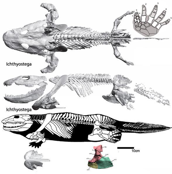 Ichthyostega and Acanthostega