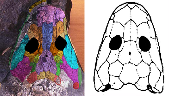 Ichthyostega skull dorsal view