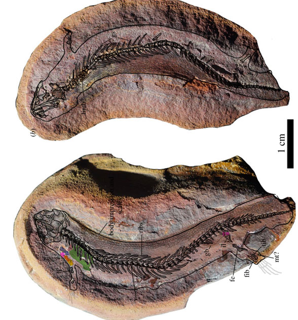 Joermungandr overall in situ