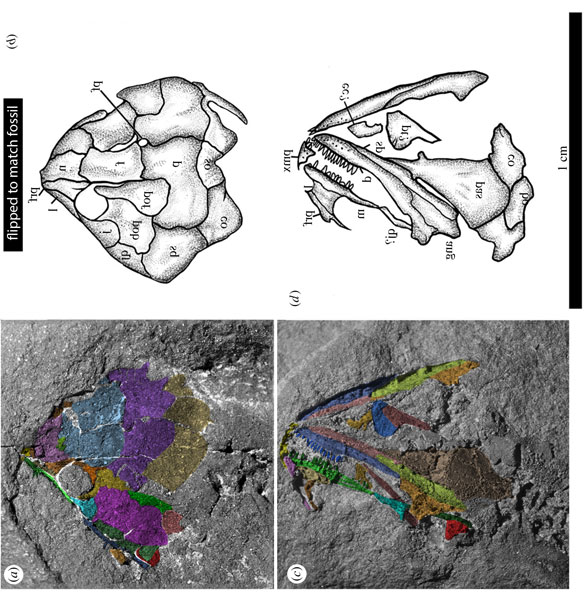 Joermungandr skull