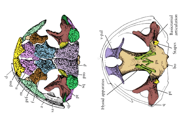 Karaurus skull